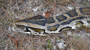 Still from Invasion of the Giant Pythons