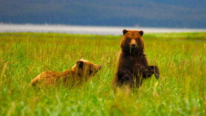 Still from Fortress of the Bears