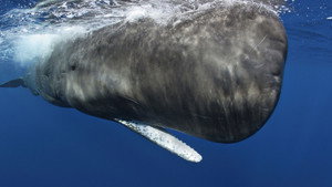 Still from Ocean Giants: Giant Lives