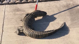 Still from See You Later Alligator