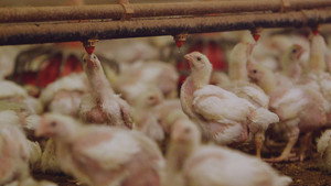 Still from The Trouble with Antibiotics