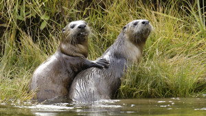 Still from Yellowstone Otters