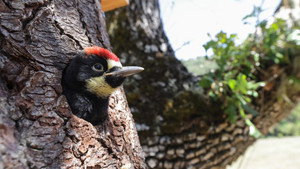 Still from Woodpeckers: The Hole Story