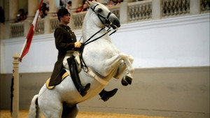 Still from Legendary White Stallions