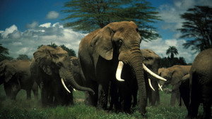 Still from Unforgettable Elephants