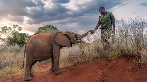 Still from Becoming Elephant: The Orphans of Reteti | Graduation Day