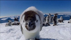Still from Penguins: Spy in the Huddle: Growing Up