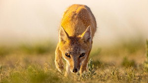Still from Dogs in the Wild: Secrets of Success