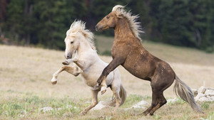 Still from Cloud's Legacy: The Wild Stallion Returns