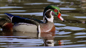 Still from An Original DUCKumentary