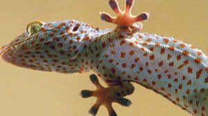 Still from The Reptiles: Lizards