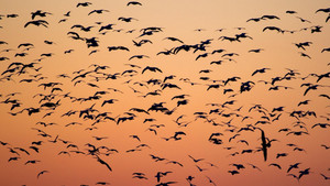 Still from American Spring LIVE: Migration