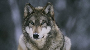 Still from In the Valley of the Wolves