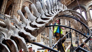Still from Dippy and the Whale
