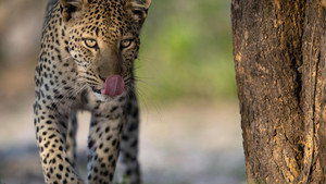 Still from Big Cats, Small World: Outlanders