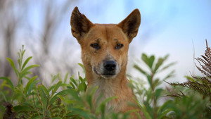 Still from Dogs in the Wild: Meet the Family