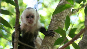 Still from Clever Monkeys