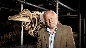 Still from Attenborough's Life Stories: Our Fragile Planet