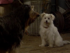 Still from Look Who's Barking