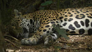 Still from Jaguar Beach