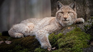 Still from Forest of the Lynx