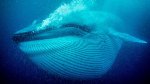 Still from Nature's Biggest Beasts