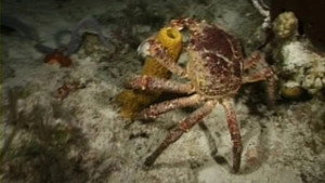 Still from Case of the Sponge "Bob"