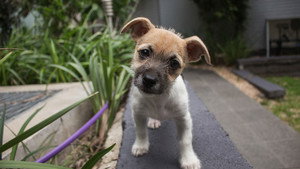 Still from Dogs: the Early Years