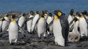 Still from Spy in The Wild 2: The Poles