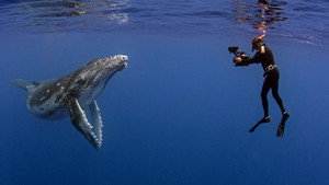 Still from The Whale Detective