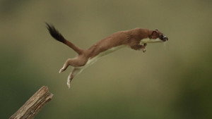 Still from The Mighty Weasel