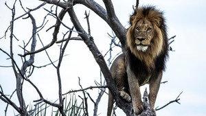 Still from Okavango: River of Dreams: Limbo