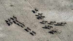 Still from Okavango: River of Dreams: Inferno